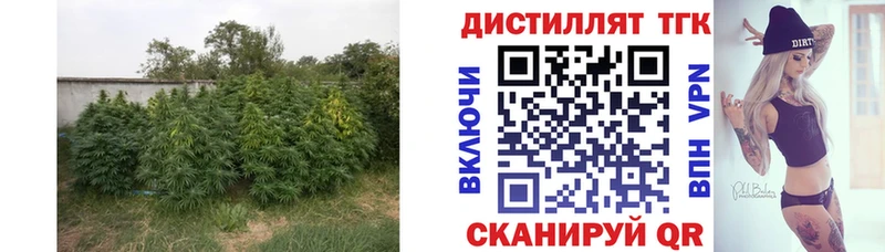 Дистиллят ТГК THC oil  где купить наркоту  Аша 